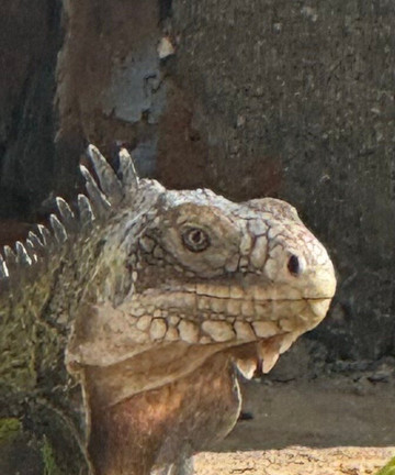 Tarzan Excursion Guadeloupe-Sainte-Anne必去景点