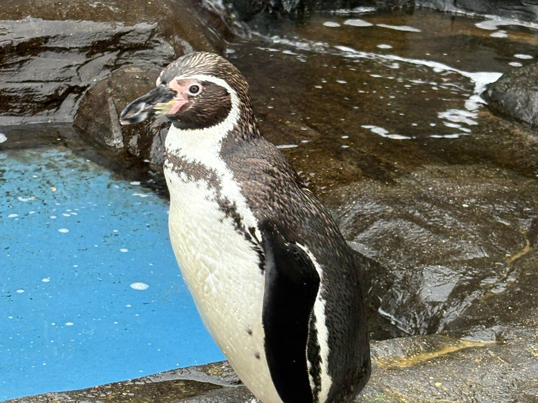 SEA LIFE Hunstanton-Hunstanton必去景点
