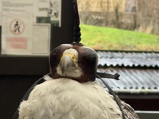 Kielder Water Bird of Prey Centre-Kielder必去景点