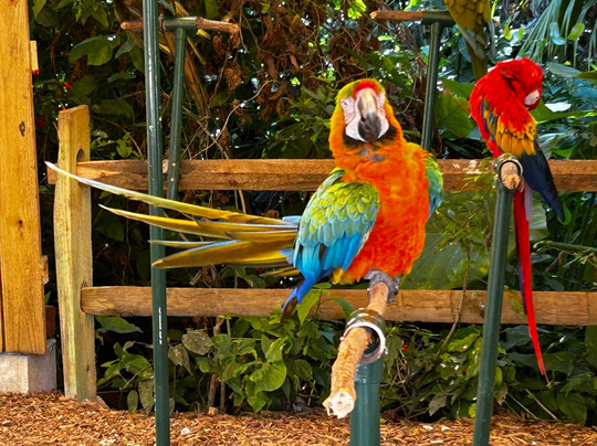 Marie Selby Botanical Gardens-萨拉索塔必去景点