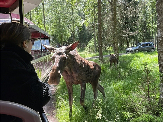Smålandet Markaryds Älgsafari-Markaryd必去景点