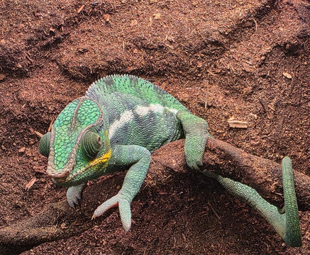 Acuario Michin Ciudad De Mexico-墨西哥城必去景点