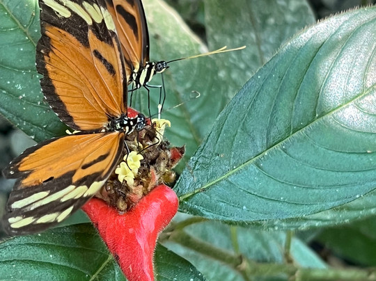 Royal Butterflies-哈科必去景点