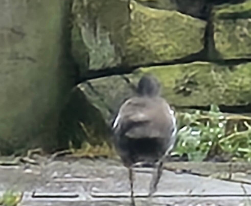 The Reading Rooms Bed & Breakfast主图