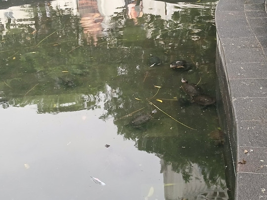 Parque Seminario-瓜亚基尔必去景点