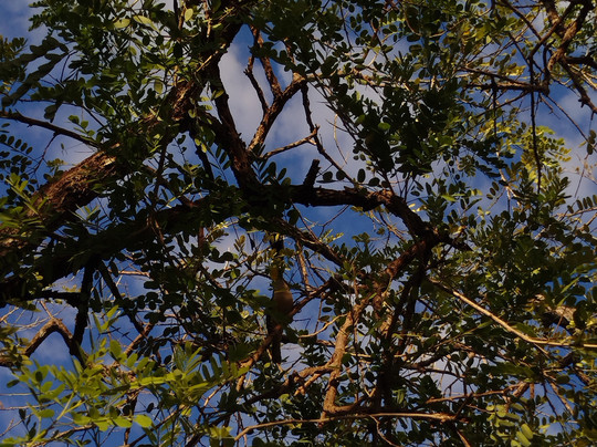 Oropopo Experience-圣何塞必去景点