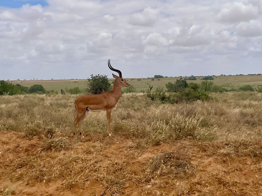 Safari In Kenya Con Matteo-瓦塔木必去景点
