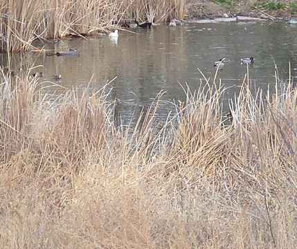 J. Kenneth Smith Bird Sanctuary & Nature Center-罗斯威尔必去景点