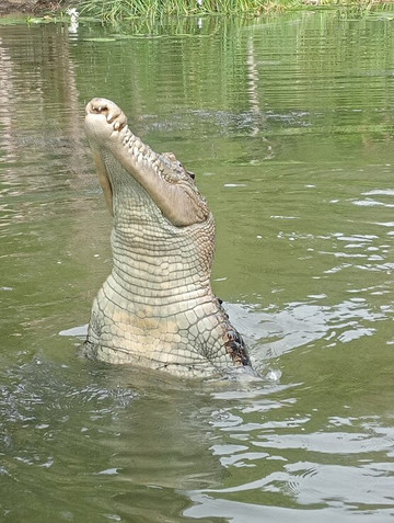 Hartley's Crocodile Adventures-Wangetti必去景点