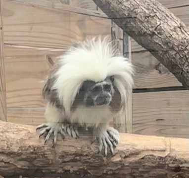 North Florida Wildlife Center-Lamont必去景点