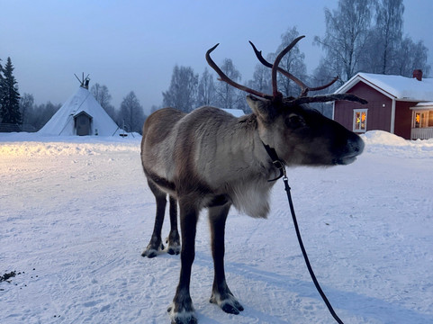 Blueberry Lodge Tours and Activities-Overkalix必去景点