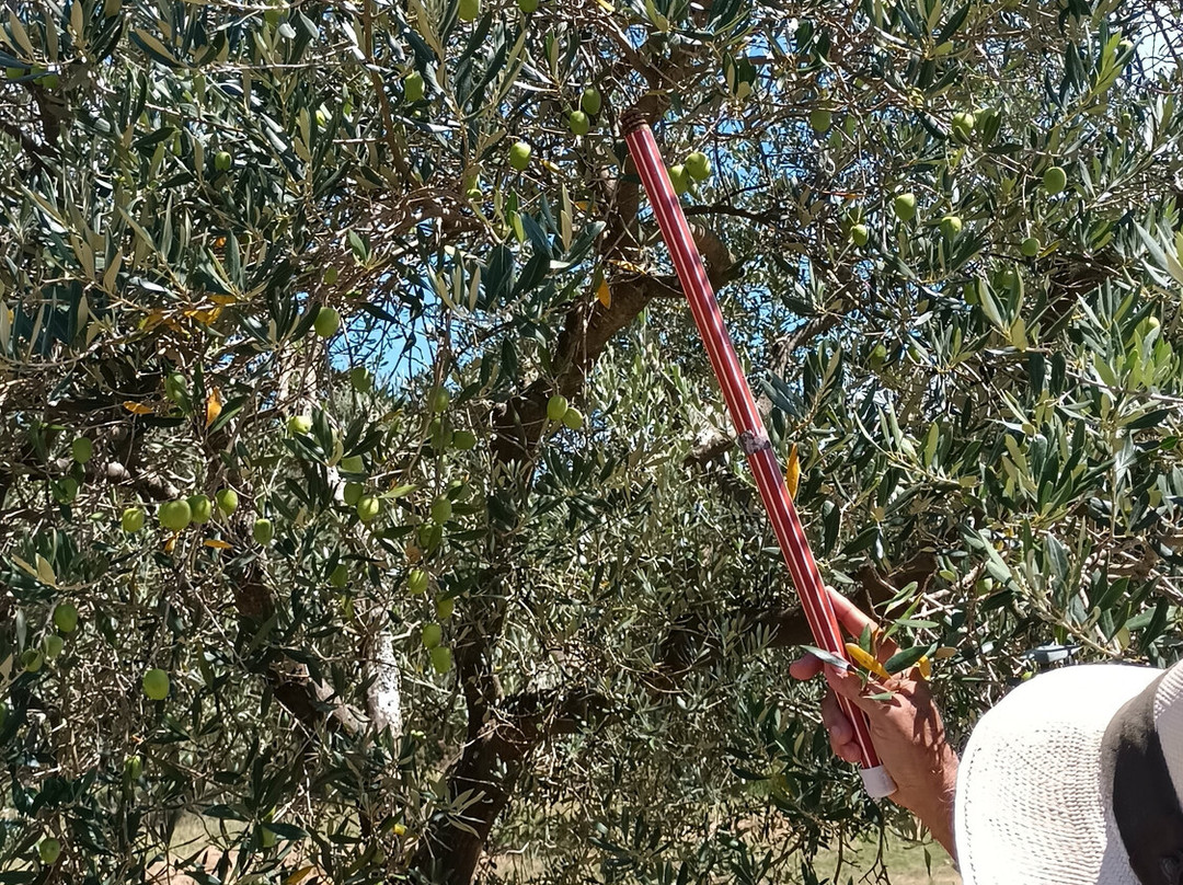 Olivo Pampa-Santana do Livramento必去景点