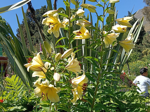 Little Paradise Dream Garden-克赖顿山必去景点