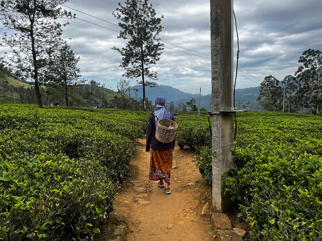 Andrews Eco Tours and Taxi-奴娃拉伊利雅必去景点