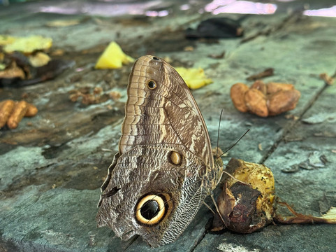 Royal Butterflies-哈科必去景点