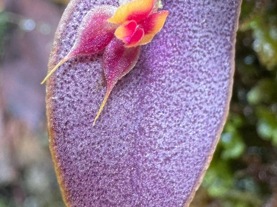 Jaguarundi Travel-波哥大必去景点