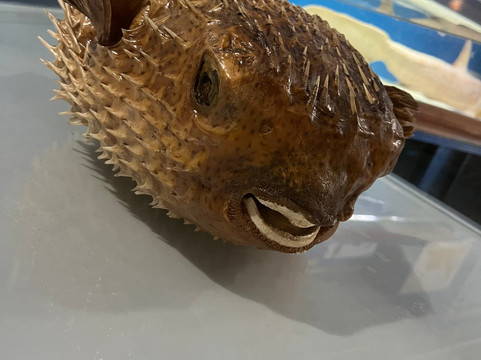 Ubatuba Aquarium-乌巴图巴必去景点