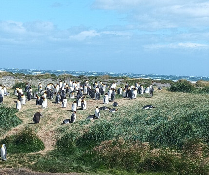 Parque Pinguino Rey-Porvenir必去景点