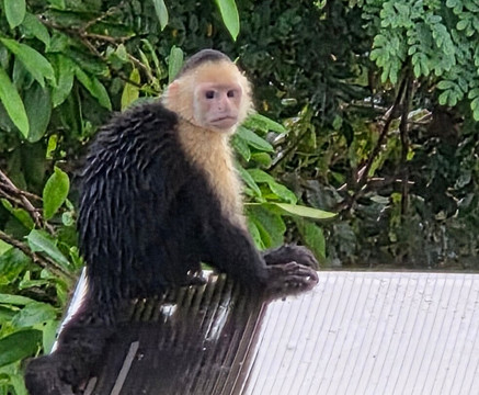 Tachiz Travel Costa Rica-Barva必去景点