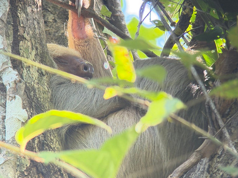 Paddle 9-哥斯达黎加安东尼奥国家公园必去景点