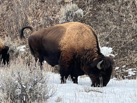 Yellowstone Wild-加德纳必去景点