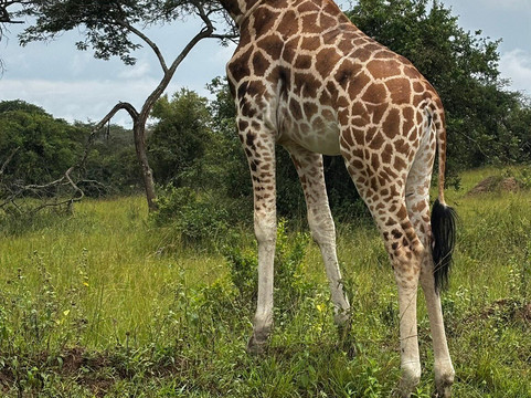 Gorilla Safaris Uganda-坎帕拉必去景点