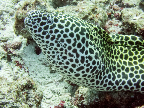 DivePoint Rannalhi-绚丽岛必去景点