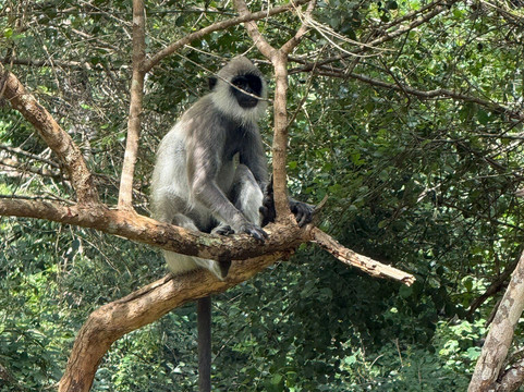 Lanka Classy Tours-凯拉尼亚必去景点