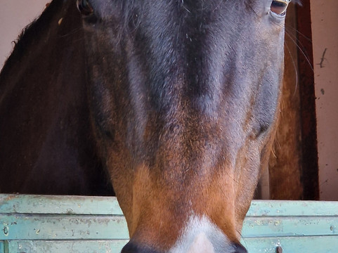 Le Cadre Noir-梭缪尔必去景点
