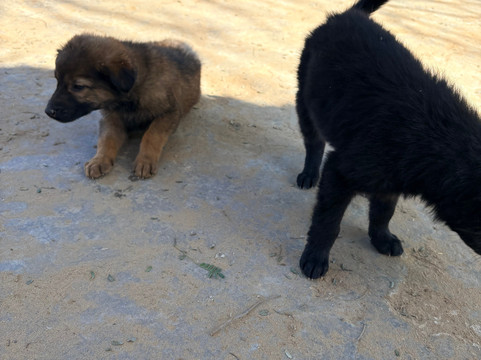 A Baisa’s Adventures-Shekhawati必去景点