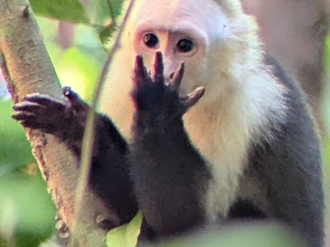 Pura Vida Tours & Transfers-哥斯达黎加安东尼奥国家公园必去景点