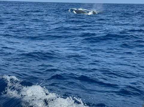 Shelltone Whale Project-Pointe-Noire必去景点