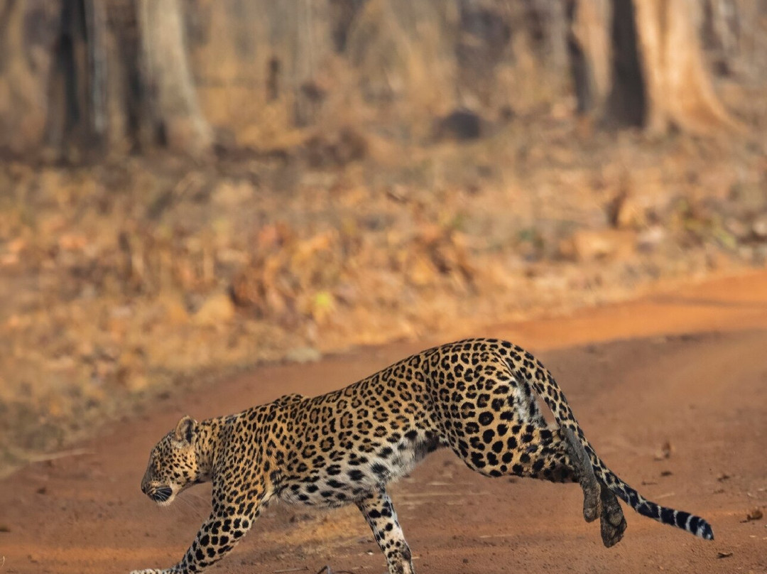 Olsen Photo Tours - Wildlife Experiences-Porto Jofre必去景点