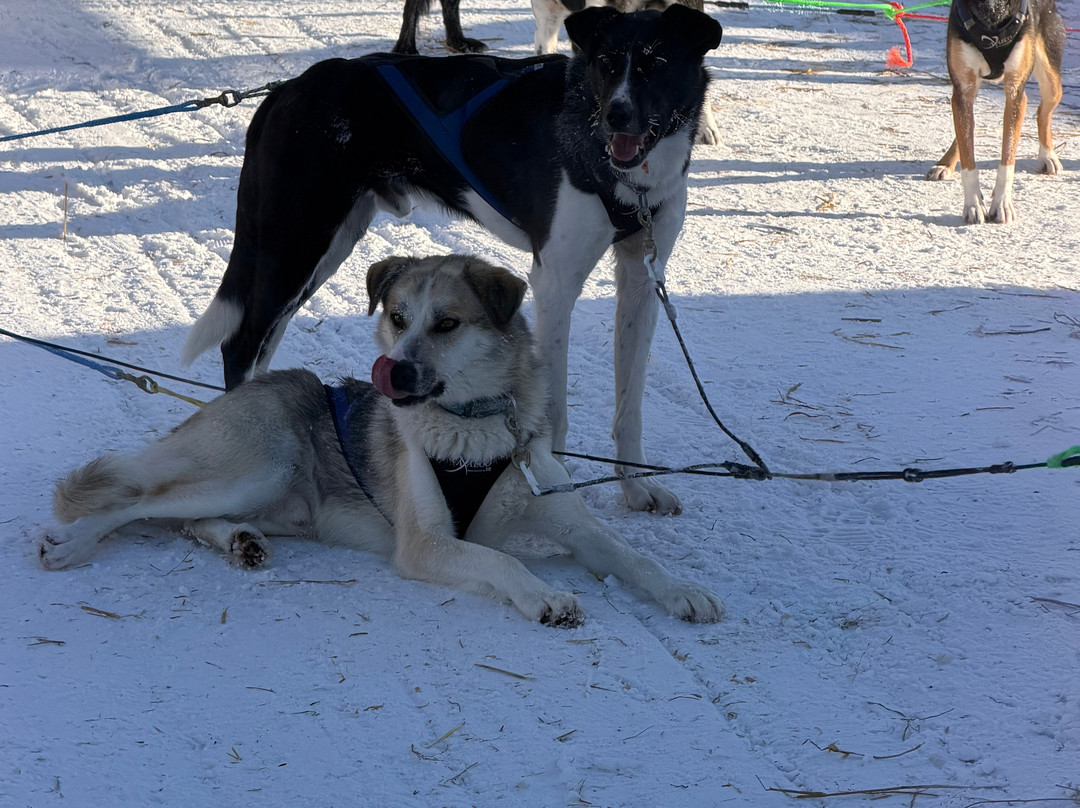 哈士奇雪橇之旅-罗瓦涅米必去景点
