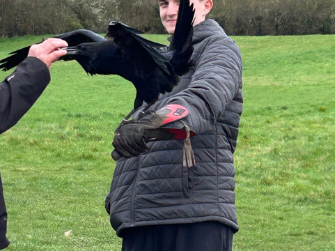 Lavenham Falconry-Monks Eleigh必去景点