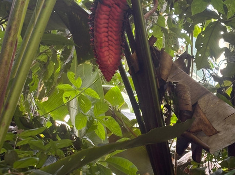 Green Path Costa Rica-Tarcoles必去景点