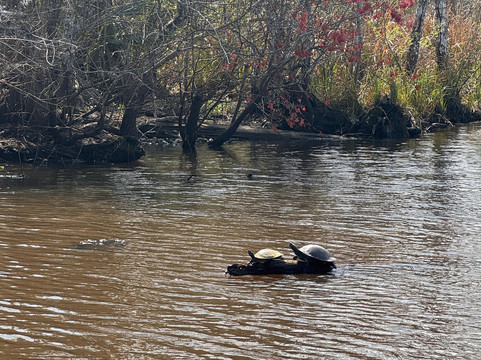 Cajun Pride Swamp Tours-LaPlace必去景点