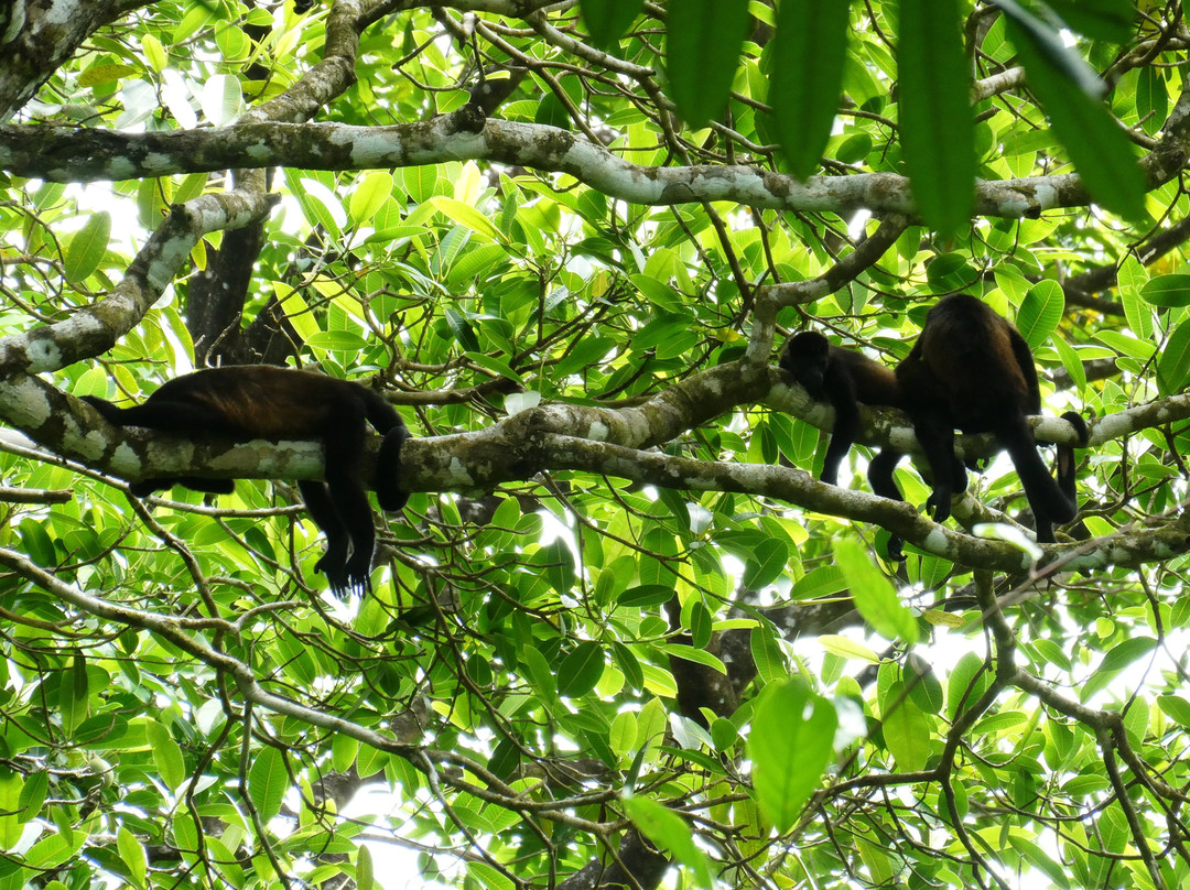 Picolina Tours-德雷克湾必去景点