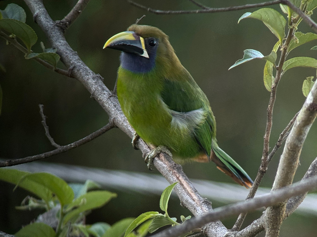 Myioborus  Nature Tours-圣埃伦娜必去景点