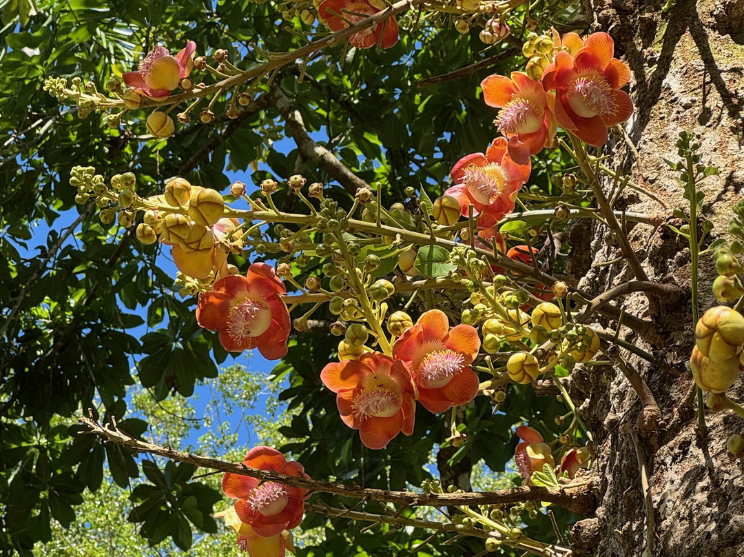 Stone spheres of Costa Rica-Palmar Sur必去景点