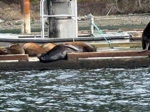 Wild Waterways Adventures-Quathiaski Cove必去景点