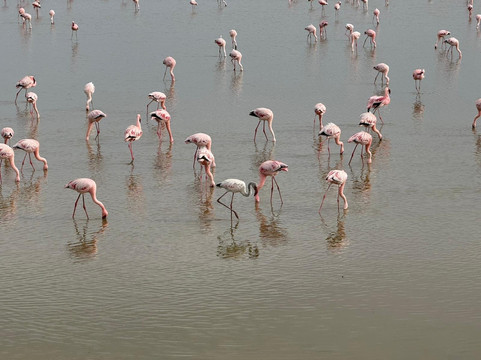 Lake Magadi Conservancy-马加迪必去景点