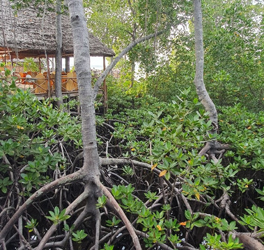 Scopri il Kenya con Nicholas-瓦塔木必去景点