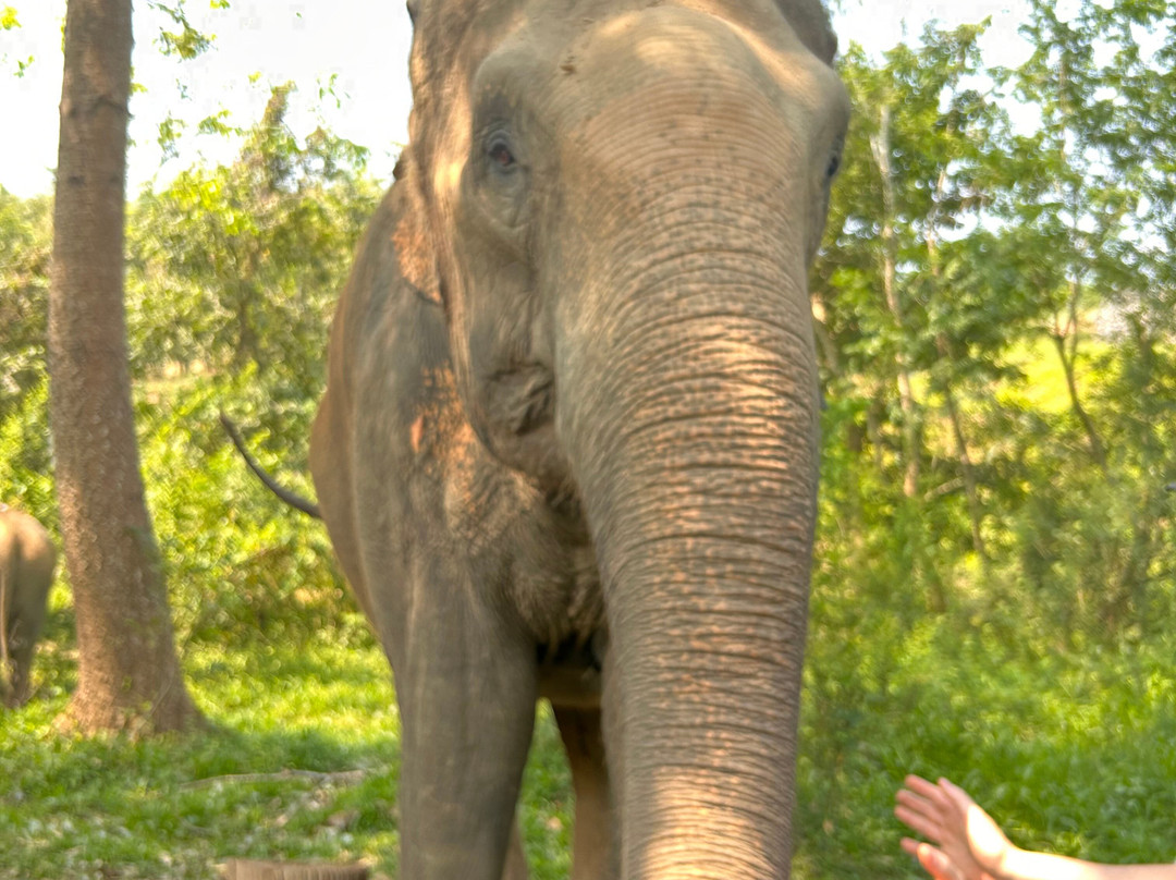 Elephant Haven-柿约必去景点
