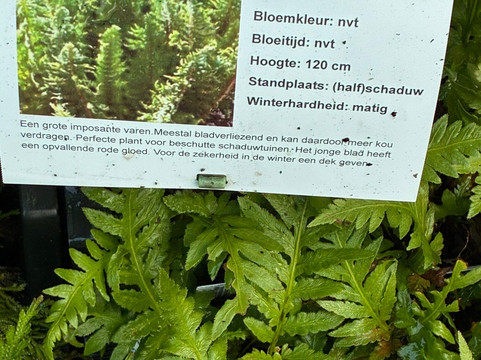 Kwekerij Morning Glory-Aalsmeer必去景点