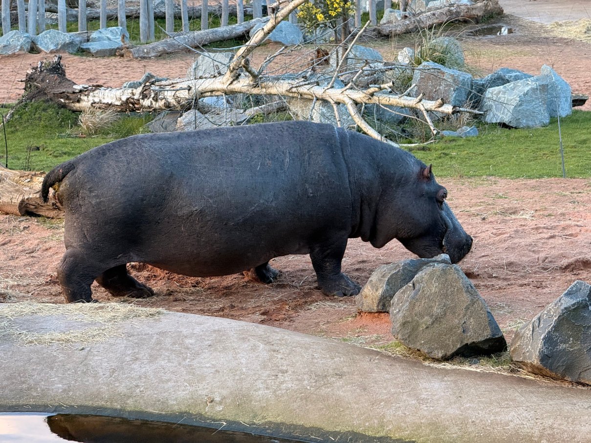 Safari Lodges At West Midlands Safari Park-酒店景观
