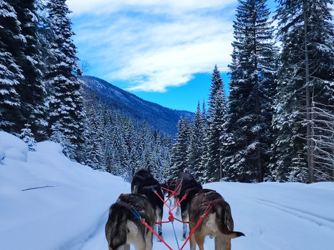 Cold Fire Creek Dogsledding-维尔蒙特必去景点