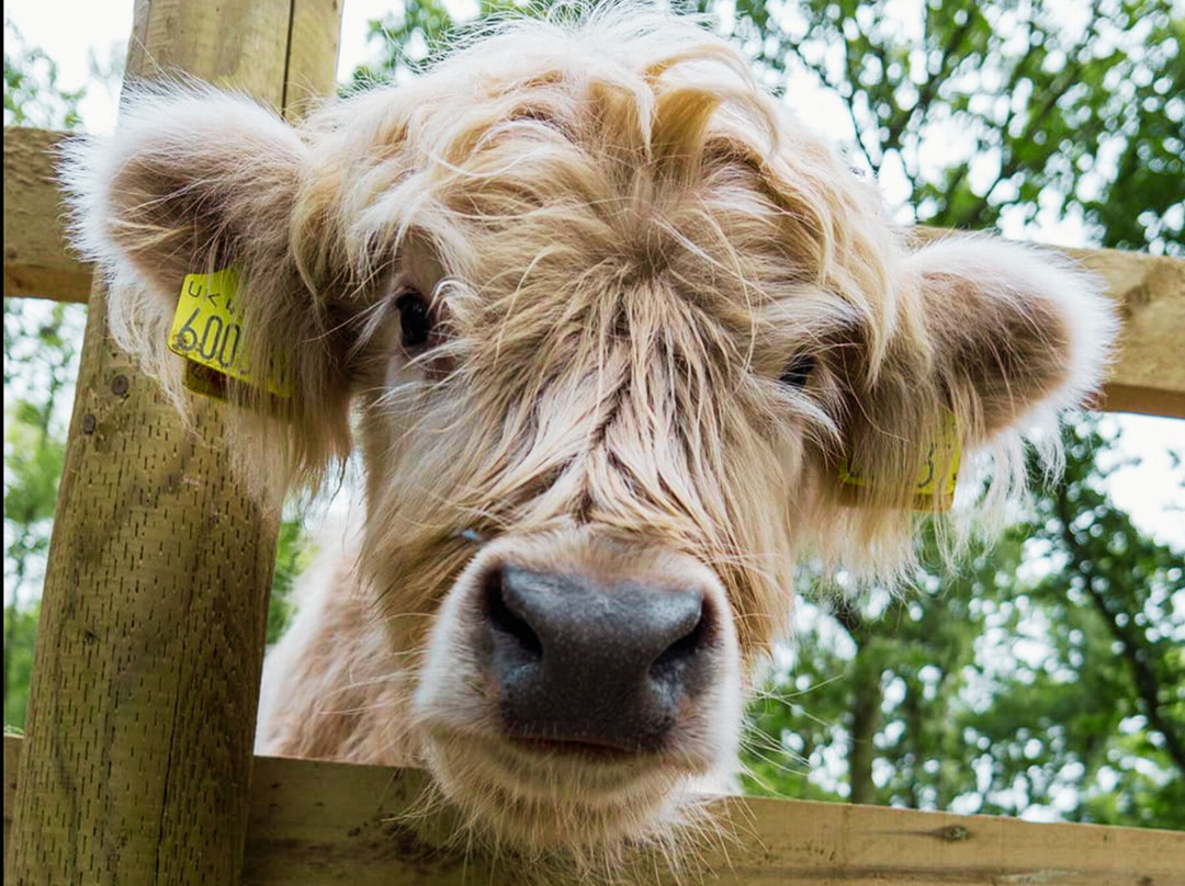 Rhosyn Farm Highland Cattle Experiences-Barton under Needwood必去景点