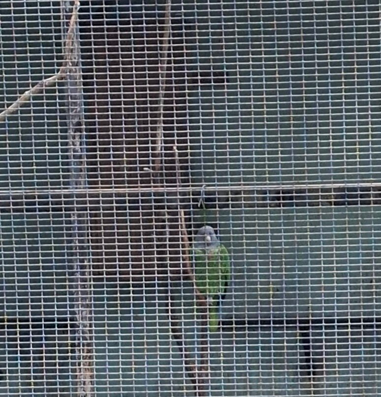 Dominica Botanic Gardens-罗索必去景点