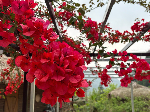 Bac Ha 山庄度假村
